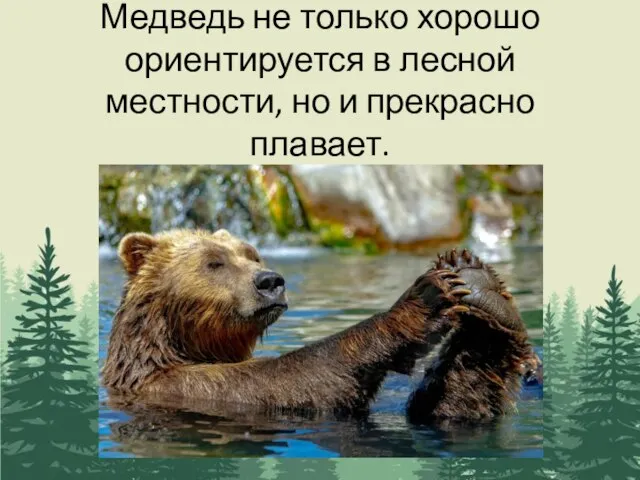 Медведь не только хорошо ориентируется в лесной местности, но и прекрасно плавает.