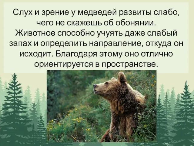 Слух и зрение у медведей развиты слабо, чего не скажешь об обонянии.