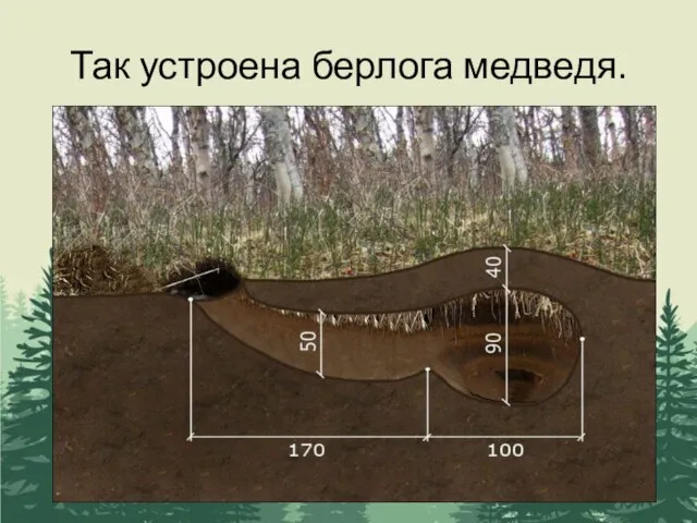 Так устроена берлога медведя.