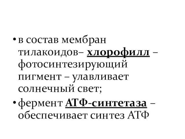 в состав мембран тилакоидов– хлорофилл – фотосинтезирующий пигмент – улавливает солнечный свет;