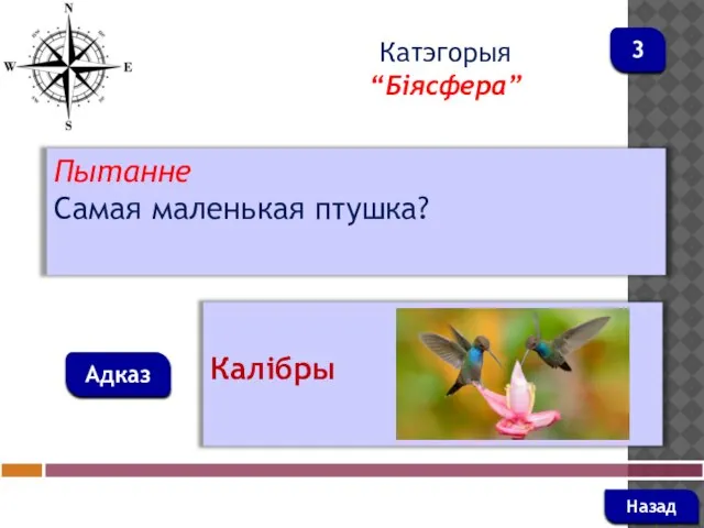 Пытанне Самая маленькая птушка? Адказ Катэгорыя “Біясфера” Калібры Назад 3