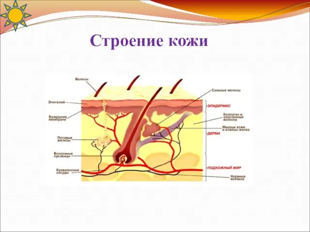 Строение кожи