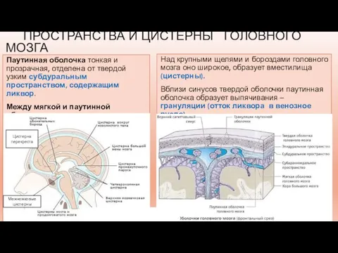 ПРОСТРАНСТВА И ЦИСТЕРНЫ ГОЛОВНОГО МОЗГА Паутинная оболочка тонкая и прозрачная, отделена от