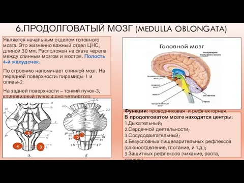 6.ПРОДОЛГОВАТЫЙ МОЗГ (MEDULLA OBLONGATA) Является начальным отделом головного мозга. Это жизненно важный