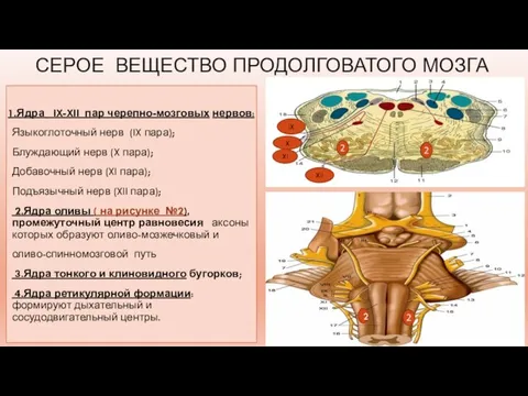 СЕРОЕ ВЕЩЕСТВО ПРОДОЛГОВАТОГО МОЗГА 1.Ядра IX-XII пар черепно-мозговых нервов: Языкоглоточный нерв (IX