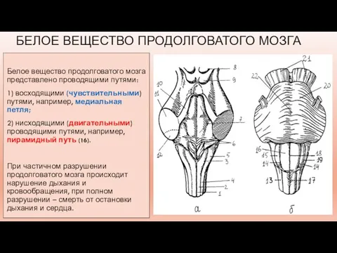 БЕЛОЕ ВЕЩЕСТВО ПРОДОЛГОВАТОГО МОЗГА Белое вещество продолговатого мозга представлено проводящими путями: 1)