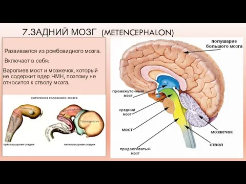 7.ЗАДНИЙ МОЗГ (METENCEPHALON) Развивается из ромбовидного мозга. Включает в себя: Варолиев мост