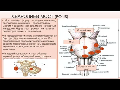 8.ВАРОЛИЕВ МОСТ (PONS) Мост – имеет форму утолщенного валика, расположенного между продолговатым