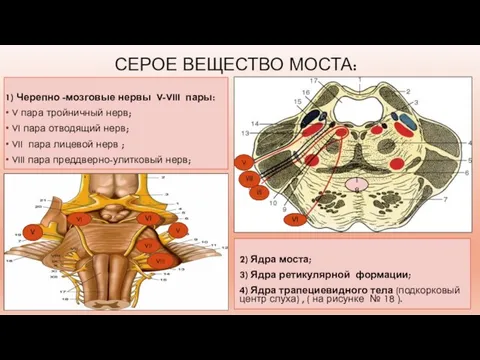 СЕРОЕ ВЕЩЕСТВО МОСТА: 1) Черепно -мозговые нервы V-VIII пары: V пара тройничный