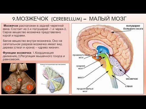 9.МОЗЖЕЧОК (CEREBELLUM) – МАЛЫЙ МОЗГ Мозжечок расположен в задней черепной ямке. Состоит