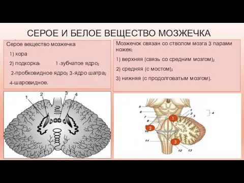 СЕРОЕ И БЕЛОЕ ВЕЩЕСТВО МОЗЖЕЧКА Серое вещество мозжечка 1) кора 2) подкорка: