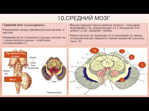 10.СРЕДНИЙ МОЗГ Средний мозг (mesencephalon). Расположен между промежуточным мозгом и мостом. Развивается