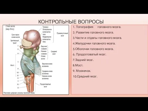 КОНТРОЛЬНЫЕ ВОПРОСЫ 1. Топография головного мозга. 2. Развитие головного мозга. 3.Части и