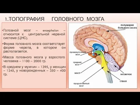 1.ТОПОГРАФИЯ ГОЛОВНОГО МОЗГА Головной мозг – encephalon – относится к центральной нервной