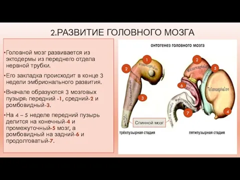 2.РАЗВИТИЕ ГОЛОВНОГО МОЗГА Головной мозг развивается из эктодермы из переднего отдела нервной