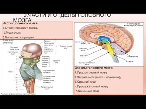 3.ЧАСТИ И ОТДЕЛЫ ГОЛОВНОГО МОЗГА Части головного мозга: 1.Ствол головного мозга; 2.Мозжечок;