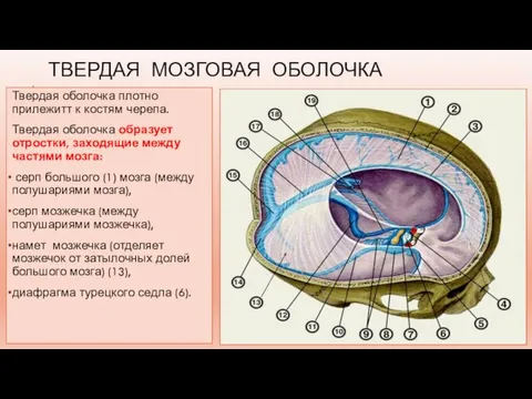 ТВЕРДАЯ МОЗГОВАЯ ОБОЛОЧКА Твердая оболочка плотно прилежитт к костям черепа. Твердая оболочка