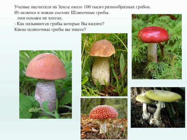 Ученые насчитали на Земле около 100 тысяч разнообразных грибов. Из шляпки и