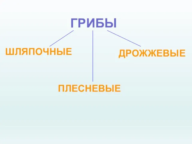 ГРИБЫ ШЛЯПОЧНЫЕ ПЛЕСНЕВЫЕ ДРОЖЖЕВЫЕ