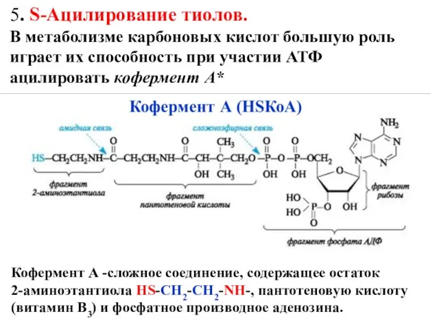 5. S-Ацилирование тиолов. В метаболизме карбоновых кислот большую роль играет их способность