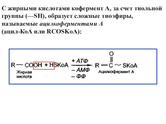 С жирными кислотами кофермент А, за счет тиольной группы (—SH), образует сложные