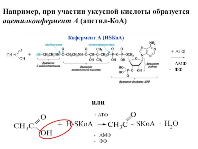 Например, при участии уксусной кислоты образуется ацетилконфермент А (ацетил-КоА) или