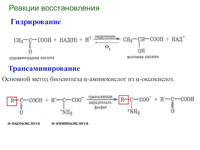 Реакции восстановления Гидрирование Трансаминирование Основной метод биосинтеза α-аминокислот из α-оксокислот.