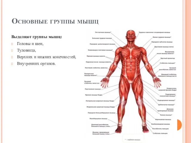 Основные группы мышц Выделяют группы мышц: Головы и шеи, Туловища, Верхних и нижних конечностей, Внутренних органов.