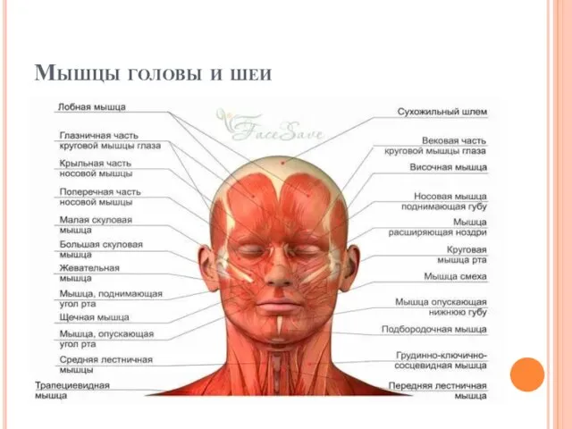 Мышцы головы и шеи