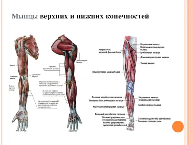 Мышцы верхних и нижних конечностей