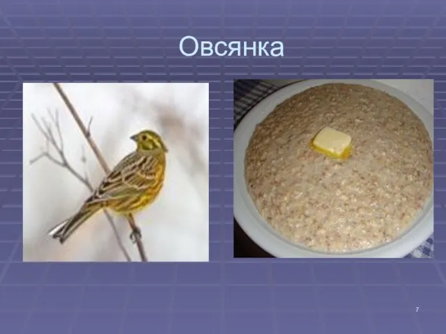 Овсянка