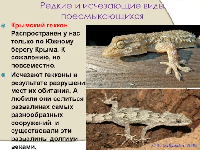 Редкие и исчезающие виды пресмыкающихся Крымский геккон. Распространен у нас только по