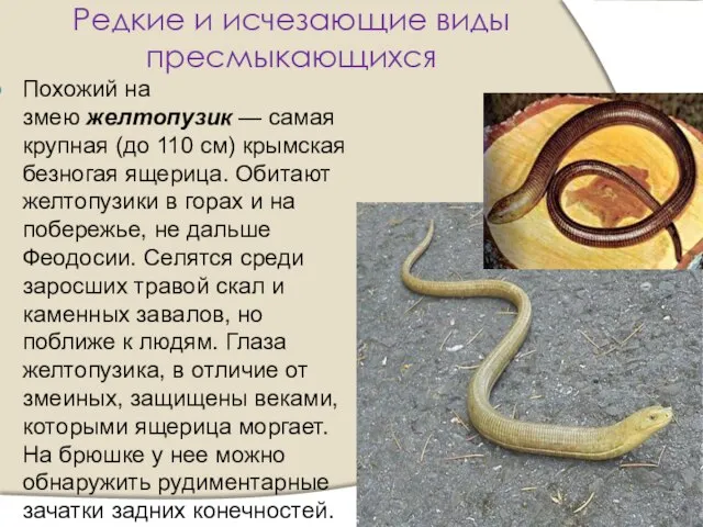 Редкие и исчезающие виды пресмыкающихся Похожий на змею желтопузик — самая крупная