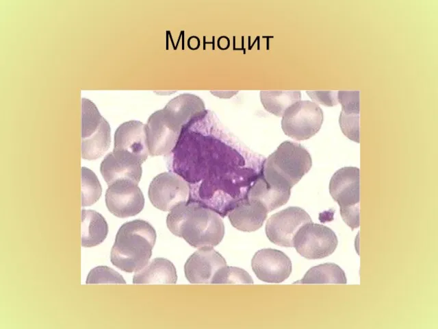 Моноцит