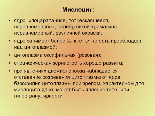 Миелоцит: ядро «поцарапанное, потрескавшееся, неравномерное», калибр нитей хроматина неравномерный, различной окраски; ядро