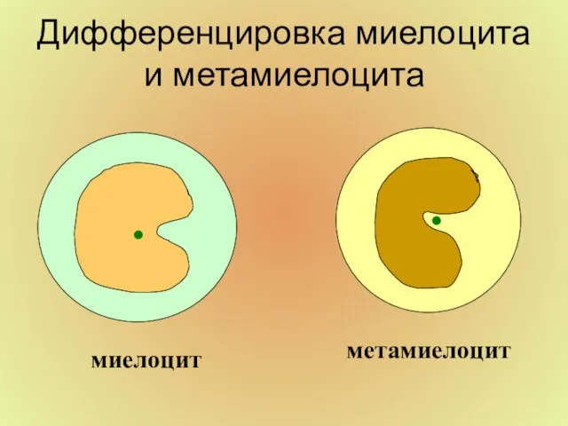 Дифференцировка миелоцита и метамиелоцита • • миелоцит метамиелоцит