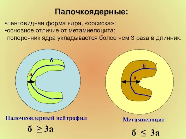 Палочкоядерные: а б б ≤ 3а б а б ≥ 3а Палочкоядерный