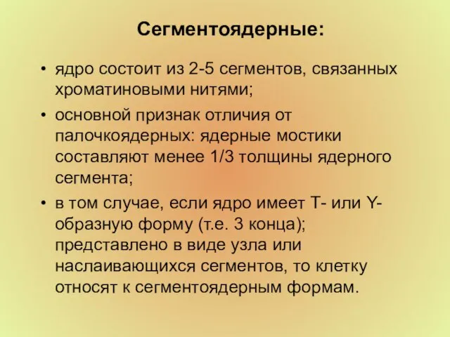 Сегментоядерные: ядро состоит из 2-5 сегментов, связанных хроматиновыми нитями; основной признак отличия