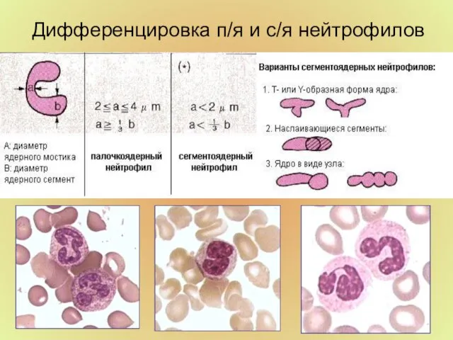 Дифференцировка п/я и с/я нейтрофилов