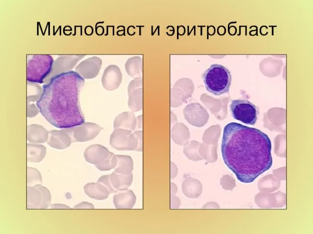 Миелобласт и эритробласт