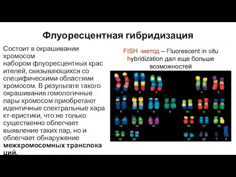Флуоресцентная гибридизация Состоит в окрашивании хромосом набором флуоресцентных красителей, связывающихся со специфическими