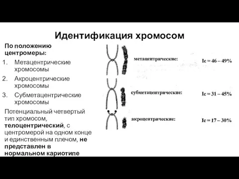 Идентификация хромосом По положению центромеры: Метацентрические хромосомы Акроцентрические хромосомы Субметацентрические хромосомы Потенциальный