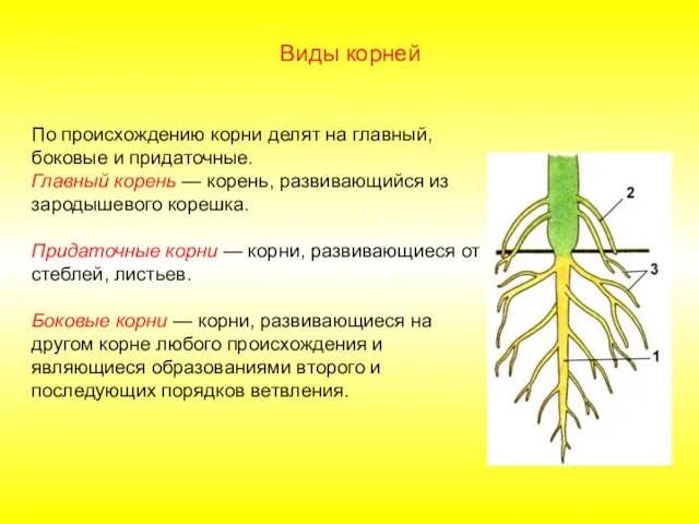 По происхождению корни делят на главный, боковые и придаточные. Главный корень —
