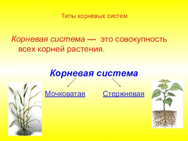 Типы корневых систем Корневая система — это совокупность всех корней растения. Корневая система Стержневая Мочковатая