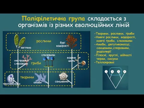 Поліфілетична група складається з організмів із різних еволюційних ліній рослини гриби тварини