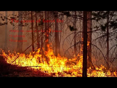 The causes of forest fire Often the cause of a fire is