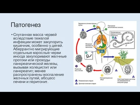 Патогенез Спутанная масса червей вследствие тяжелой инфекции может закупорить кишечник, особенно у