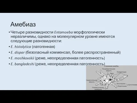 Амебиаз Четыре разновидности Entamoeba морфологически неразличимы, однако на молекулярном уровне имеются следующие