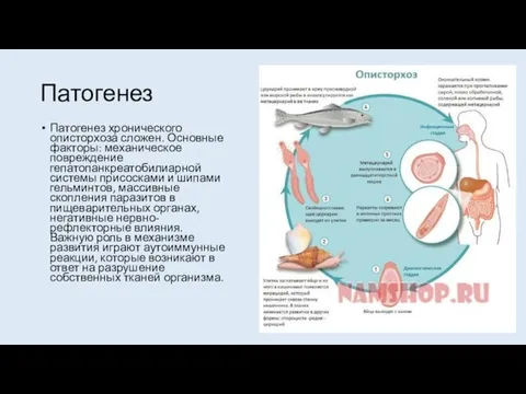 Патогенез Патогенез хронического описторхоза сложен. Основные факторы: механическое повреждение гепатопанкреатобилиарной системы присосками