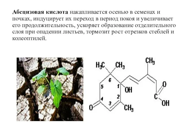 Абсцизовая кислота накапливается осенью в семенах и почках, индуцирует их переход в